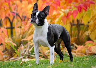 Picture of Boston Terrier