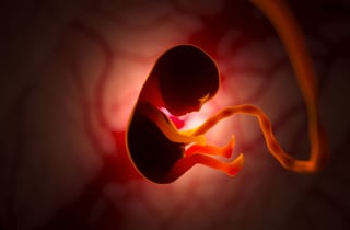 Picture of Fetus