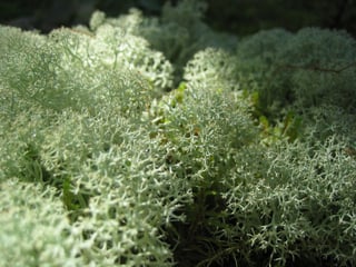 Picture of Reindeer lichen