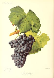 Picture of Grenache