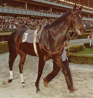 Picture of Ruffian