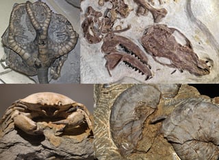 Picture of Fossil