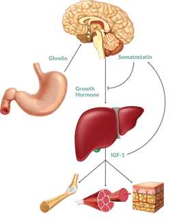 Picture of Insulin-like growth factor 1