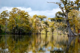 Picture of Bayou