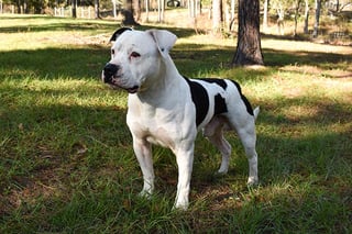 Picture of American Bulldog
