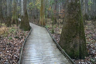 Picture of Congaree National Park