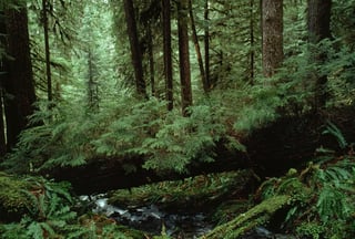 Picture of Forest