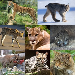 Picture of Felidae