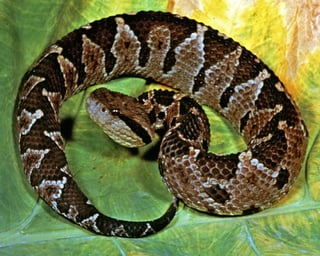 Picture of Vipers