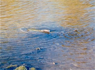Picture of Guadalupe River