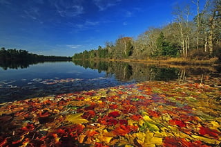 Picture of Wharton State Forest