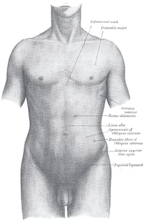 Picture of torso