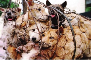 Picture of Cruelty to animals