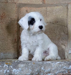 Picture of Sealyham Terrier