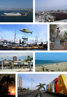 Picture of Manta