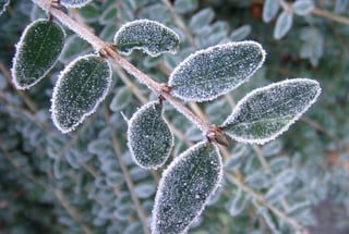 Picture of Frost