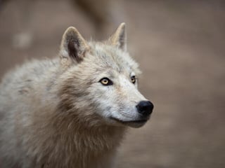 Picture of Arctic wolf
