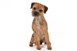 Picture of Border Terrier