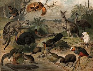 Picture of Fauna