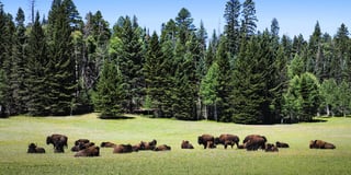 Picture of Kaibab National Forest