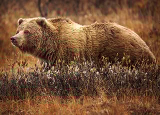 Picture of Grizzly bear