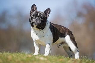 Picture of French Bulldog