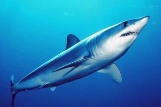 Picture of Shortfin mako shark
