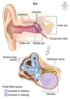 Picture of ear
