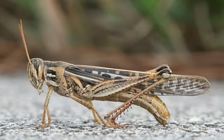 Picture of Grasshopper