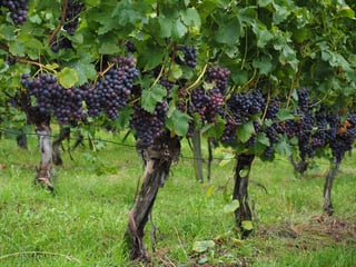 Picture of Grapevine