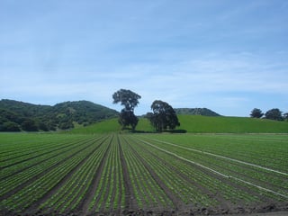 Picture of Salinas Valley