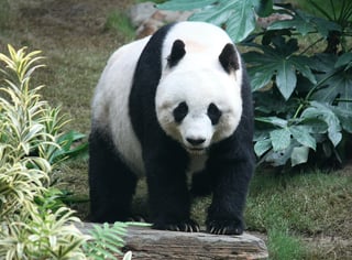 Picture of Giant panda