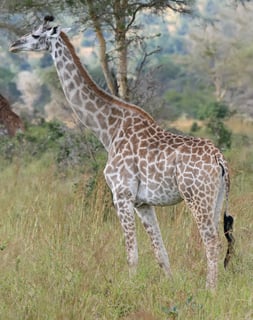 Picture of Giraffe