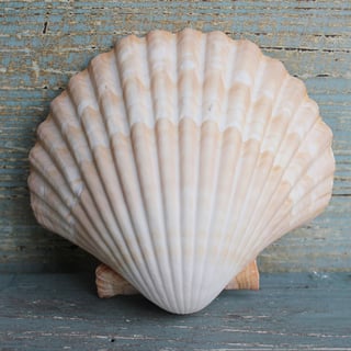 Picture of Seashell