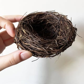Picture of Bird nest
