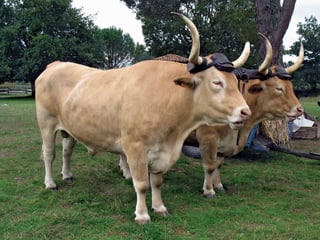 Picture of Ox