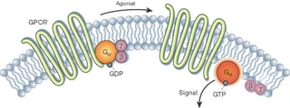 Picture of G protein-coupled receptor
