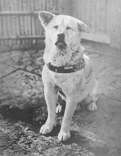 Picture of Hachikō