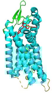 Picture of Coagulation factor II receptor