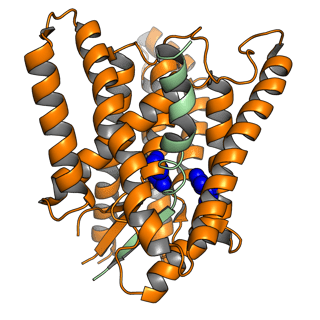 Picture of Presenilin-1