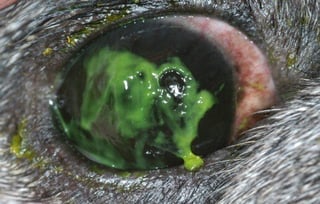 Picture of keratoconjunctivitis sicca