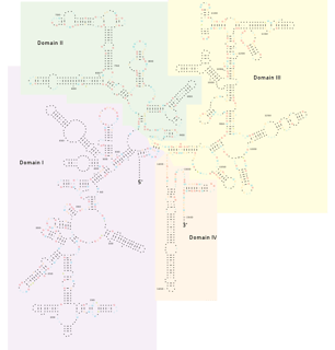 Picture of 16S ribosomal RNA