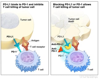 Picture of PD-L1