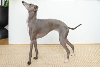 Picture of Greyhound