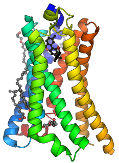 Picture of Cannabinoid receptor type 1