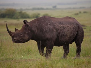 Picture of Rhinoceros