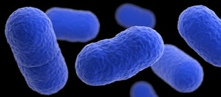 Picture of Listeria