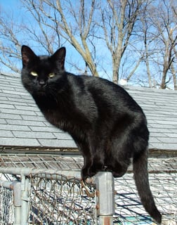 Picture of Black cat