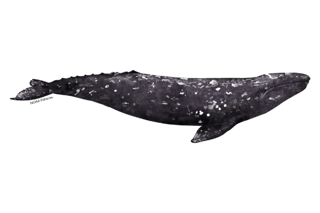 Picture of Gray whale
