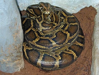 Picture of Burmese python